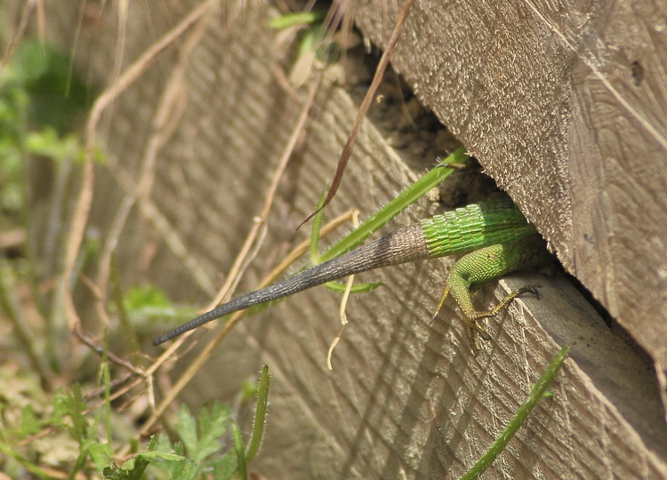 All''improvviso  comparso lui...Lacerta viridis